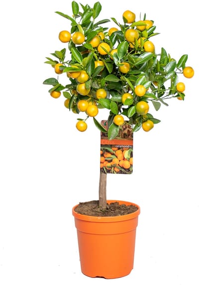Bloomique - Citrus Calamondin - Kamer-Sinaasappel - Citrusboom - Fruitboom - Tuinplanten - Hoogte 50-70 cm - Pot 19 cm