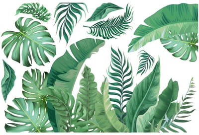 Muurstickers - Tropische bladwaaier - Transparante achtergrond - 100x150cm
