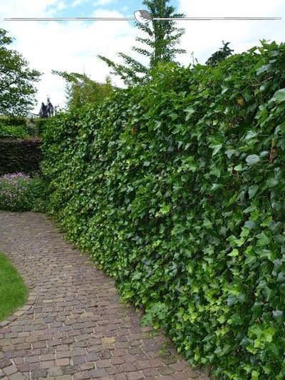 Ierse Klimop Hedera hibernica 100-125 cm in Pot, 12x Haagplant