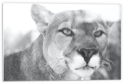 Forex - Vrouwelijke Leeuwenkop (zwart/wit) - 60x40cm Foto op Forex