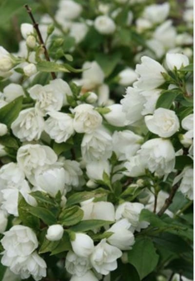 Philadelphus 'Manteau d'hermine' - Boerenjasmijn 40 - 50 cm in pot