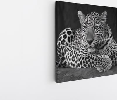 Saammp Canvas Schilderij - Luipaard op steen - Natuur - Dieren - 20x20 - Foto op canvas - Wanddecoratie - Muurdecoratie Woonkamer - Slaapkamer decoratie - Canvas Print
