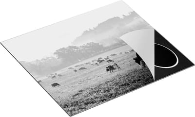 Chefcare Inductie Beschermer Zwart Witte Koeien in de Wei - Zwart Wit - 60x50 cm - Afdekplaat Inductie - Kookplaat Beschermer - Inductie Mat