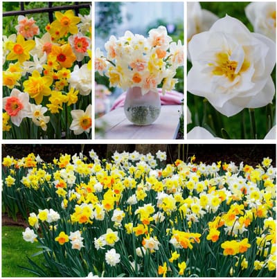 Narcissen Bloembollen Winterhard - Spring Dream Mix - 25 stuks - Meerkleurig - Bloem Bollen Mix - Paasbloemen Meerjarig
