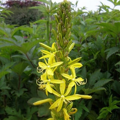 6 x Asphodeline Lutea - Jonkerlelie pot 9x9cm