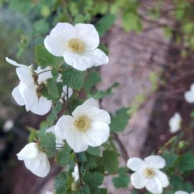 Rubus 'Benenden' - Sierbraam, Braam 30 - 40 cm in pot