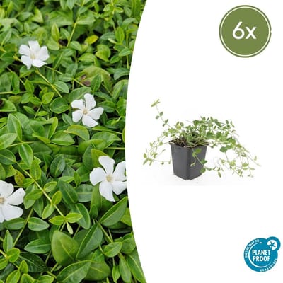 Trendyplants - Vinca minor 'Gertrude Jekyll' - 6 stuks - Maagdenpalm - Winterhard - Hoogte 10-30 cm - Potmaat Ø9cm