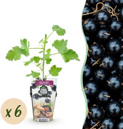 Green boutiQ - Fruitplanten - Jostabes - Ribes Jostabes - Winterhard - 6 Planten - Pot 9 cm - Zwarte Bes