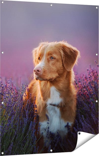Gards Tuinposter Retriever Hond tussen de Lavendel Bloemen - 90x120 cm - Tuindoek - Tuindecoratie - Wanddecoratie buiten - Tuinschilderij