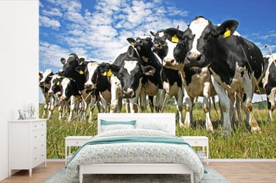 Behang - Fotobehang Koeien - Gras - Weiland - Dieren - Breedte 600 cm x hoogte 400 cm