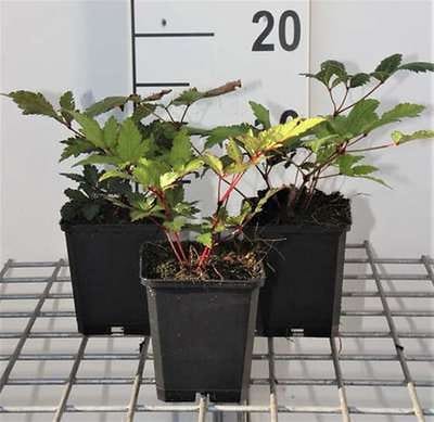 6x Pluimspirea - Astilbe (j) 'Vesuvius' | 9x9 cm pot
