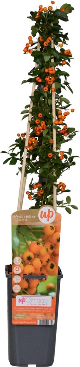 Vuurdoorn - 60-80 cm hoog - Geel