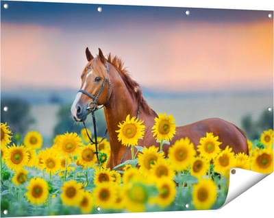 Gards Tuinposter Bruin Paard tussen de Zonnebloemen - 120x80 cm - Tuindoek - Tuindecoratie - Wanddecoratie buiten - Tuinschilderij