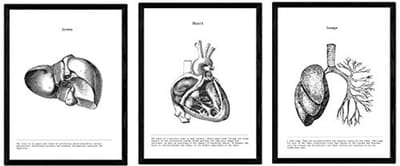 Anatomieposters Hart, Lever en Longen voor het Menselijk Lichaam - Educatieve Decoratie A4