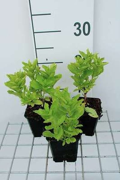 6x Klokje - Campanula lact. 'Border Blues' ('madiwiho') | 9x9 cm pot