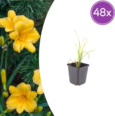 Tuinplantenshop.com | Hemerocallis 'Stella de Oro' | 48 stuks - Ø9cm - 10-25cm hoog - Tuinplant