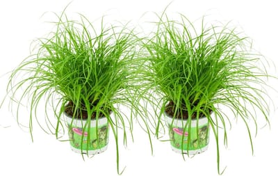 ZynesFlora Cyperus Zumula - 2 Stuks - Kattengras - Ø 12 cm - Hoogte: 25-30 cm - Cyperngras Kamerplant