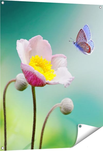 Gards Tuinposter Roze Anemoon Bloem met een Blauwe Vlinder - 80x100 cm - Tuindoek - Tuindecoratie - Wanddecoratie buiten - Tuinschilderij
