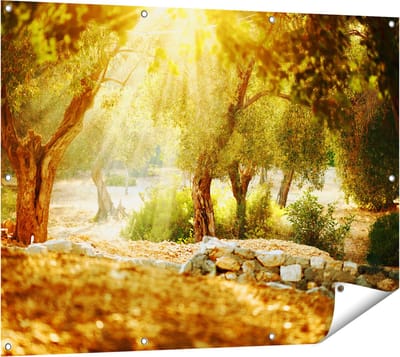 Gards Tuinposter Olijfbomen - Olijfboomgaard - 120x90 cm - Tuindoek - Tuindecoratie - Wanddecoratie buiten - Tuinschilderij