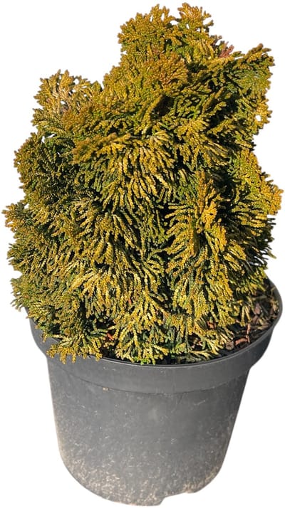 Chamaecyparis obt. 'Aurora' - Schijncipres | 20-25 cm pot