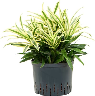 Hydroplant Pleomele (Dracaena) Reflexa Song Of Sri Lanka
