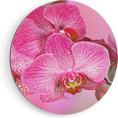 Artaza Dibond Muurcirkel Roze Orchidee Bloemen - Ø 70 cm - Wandcirkel - Rond Schilderij - Voor Binnen en Buiten