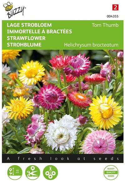 Strobloem - Helichrysum bracteatum