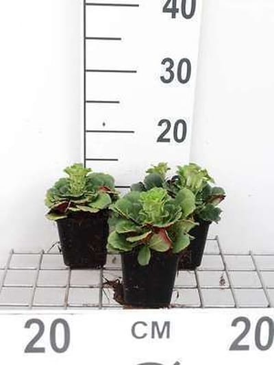 6x Steenbreek - Saxifraga urbium | 9x9 cm pot