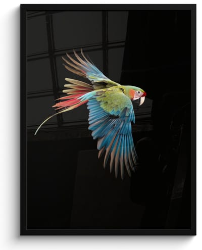 Poster in lijst - Fotolijst 50x70 cm - Posters - Papegaai - Kleurrijk - Vleugels - Sierlijk - Posterlijst zwart - Decoratie - Wanddecoratie woonkamer - Muurdecoratie slaapkamer