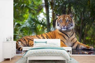 Behang - Fotobehang Tijger - Dieren - Bos - Bladeren - Jungle - Breedte 600 cm x hoogte 400 cm