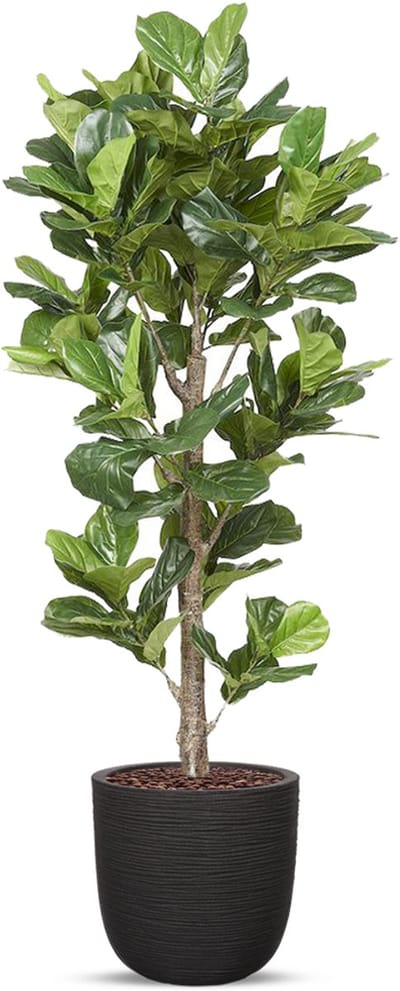 Kunstplant Ficus Lyrata in planter ball Rib zwart H210 cm