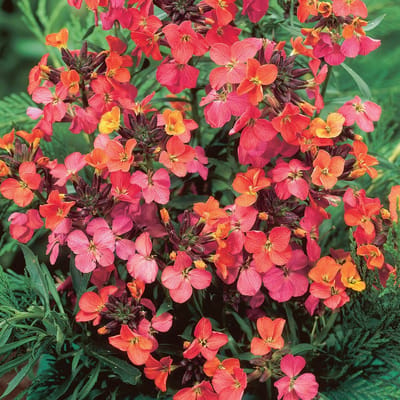6 x Erysimum 'Constant Cheer' - Steenraket - Wintergroene Rotsplant - Muurbloem in 9x9 pot met hoogte 0-10cm