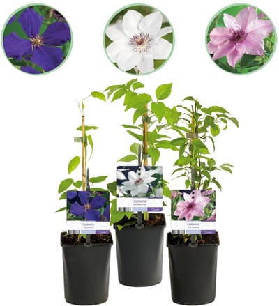 Green boutiQ - Klimplant - Clematis Tricolour - Bloem Roze Wit Paars - Weinig onderhoud - 3 planten - Pot 11cm Hoogte 40cm