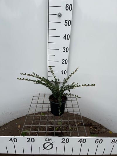 Plants Online - Tuinplanten - Heesters - Set van 1 - Cotoneaster horizontalis - 1.3 liter pot - Plant 30-40 cm