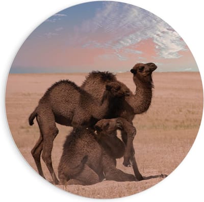 KuijsFotoprint - Schilderij - Kamelen Duo Staand Liggend - Wit, Blauw En Bruin - 90 X 90 Cm