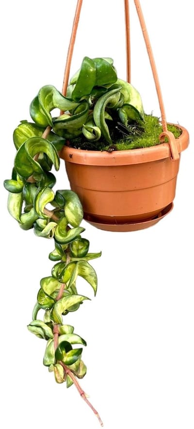 Hoya Compacta Mauna Loa Kamerplant Potmaat Ø10,5 cm |Vers Van De Kweker