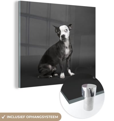 MuchoWow® Glasschilderij 50x50 cm - Schilderij acrylglas - Hond - Vlek - Portret - Foto op glas - Schilderijen