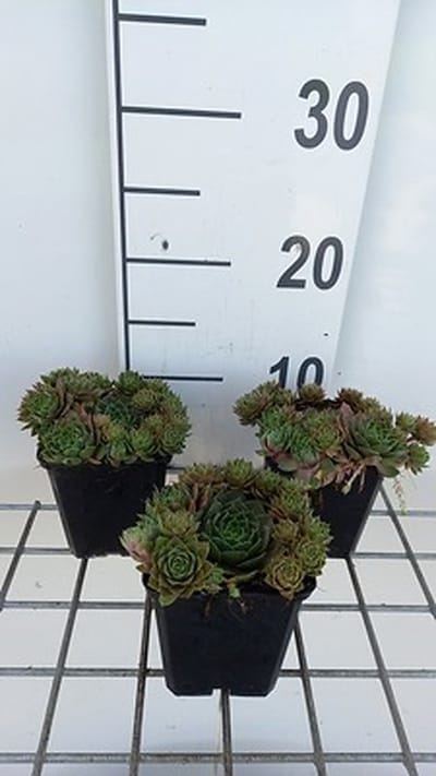 6x Huislook - Sempervivum hybr. 'Othello' | 9x9 cm pot