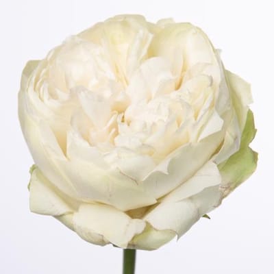 10x Rosa white kahala-bb 50cm