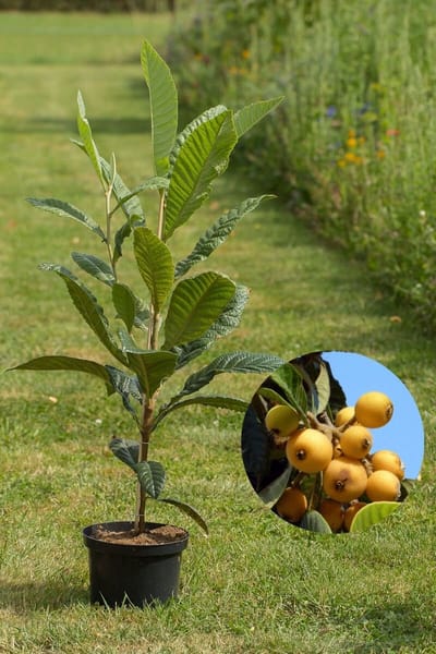 Jonge Japanse Mispel boom | Eriobotrya japonica | 150-200cm hoogte