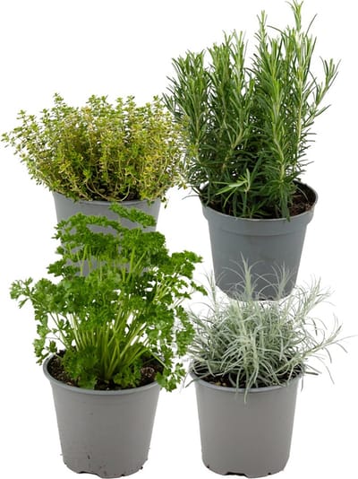 ZynesFlora Italiaanse Kruidenmix - 4 Stuks - Ø 12 cm - Hoogte: 12-15 cm - Tuinkruiden Rozemarijn Thym Lavendel Bonenkruid Salie Oregano Kruidentuin