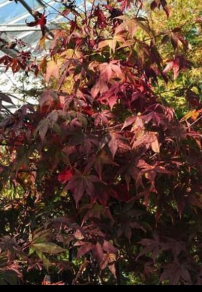 Acer palm. 'Osakazuki' - Japanse Esdoorn 'Osakazuki' 50- 60 cm in pot