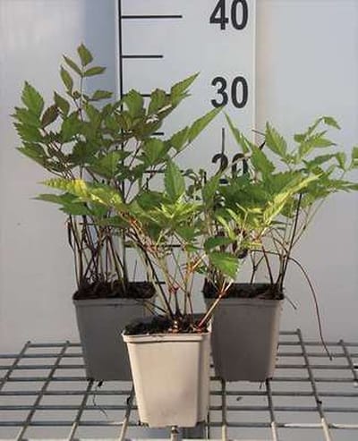 6x Pluimspirea - Astilbe (t) 'Prof. van der Wielen' | 9x9 cm pot