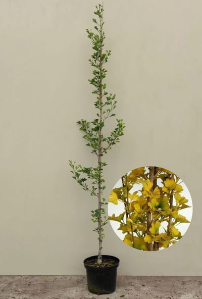 Jonge Kleinbladige Zuilvormige Japanse Notenboom | Ginkgo biloba 'Menhir | 80-100cm hoogte