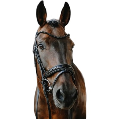 Gecombineerd hoofdstel met neusriem Norton Royal