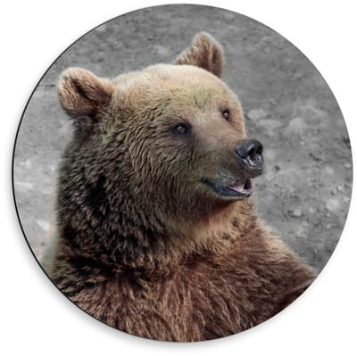 Dibond Wandcirkel - Verbaasde Grizzly Beer - 50x50cm Foto op Aluminium Wandcirkel (met ophangsysteem)