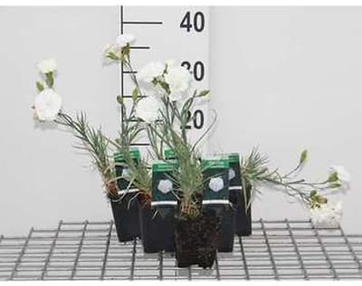 6x Grasanjer - Dianthus (p) 'Haytor White' | 9x9 cm pot