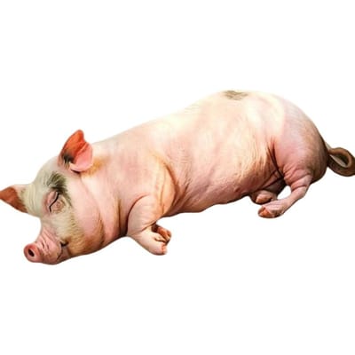 Levensecht Varkens Knuffelkussen Speelgoed Zacht Knuffeldier Simulatie Varkentje Pop Voor Meisjes Jongens Schattig Verjaardagscadeau 25cm beige