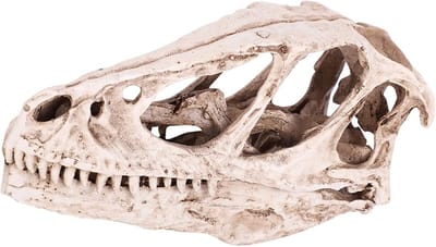 Dinosaur Resin Skull Velociraptor Skull Model - Simulated Animal Skeleton Decorations - Dinosaur Skeleton Decoration voor Craft en Educatieve Props