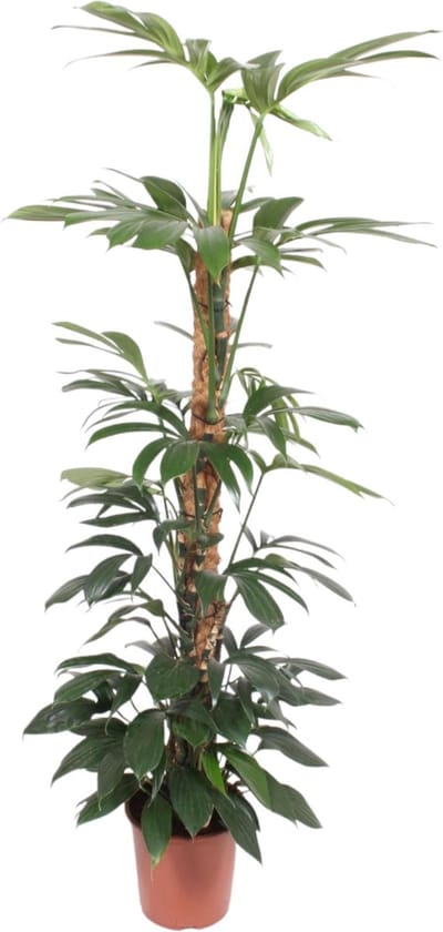 Philodendron Dragon Tail mosstok - 150 cm - ø27
